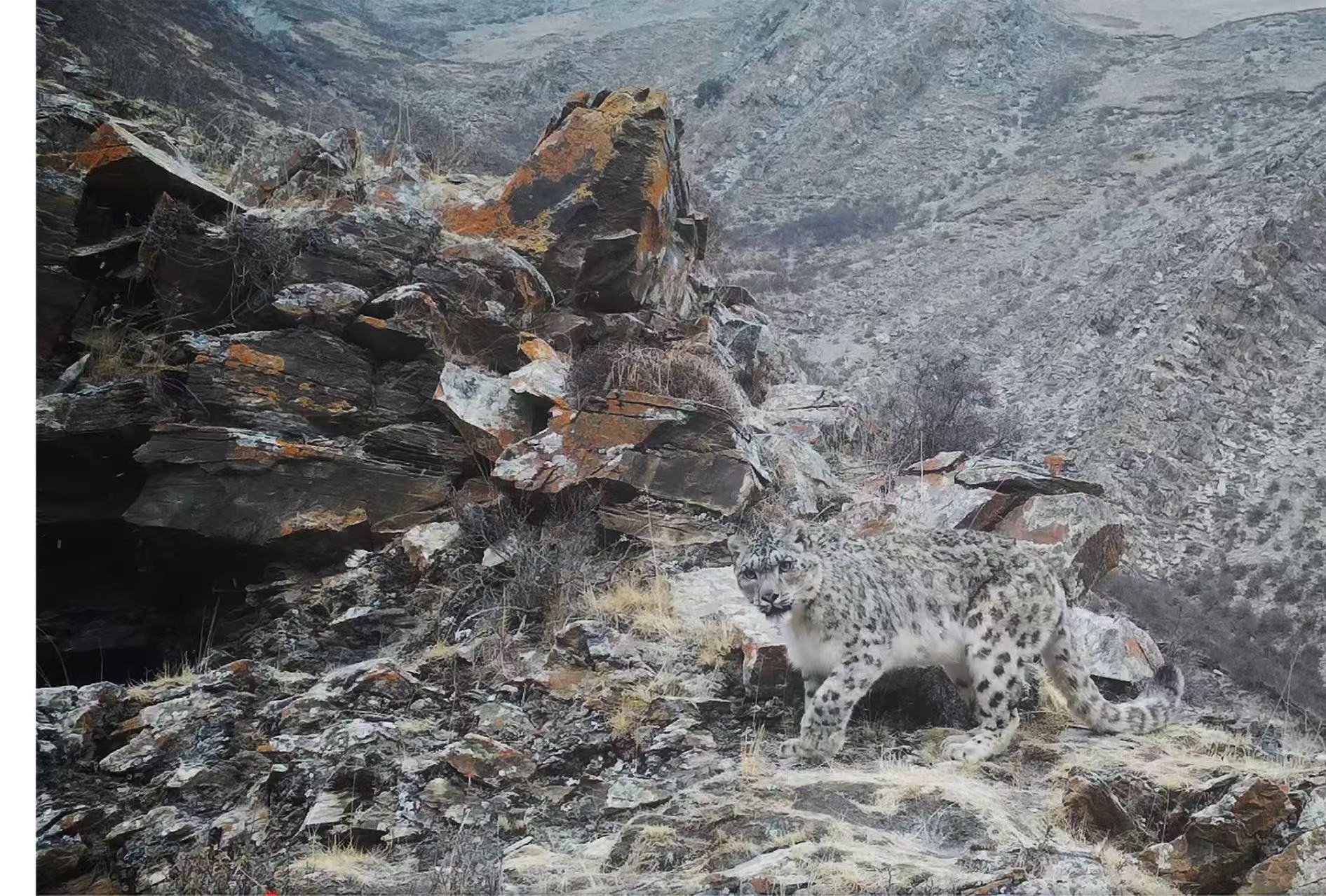 1772525425304693.jpg 9.jpg